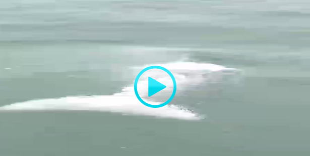 宁德三都澳：白海豚“嬉游记” 与拍摄者近在咫尺