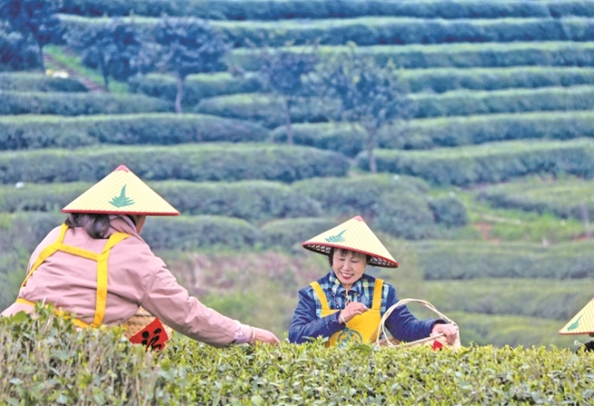 福鼎白茶开拓国际市场