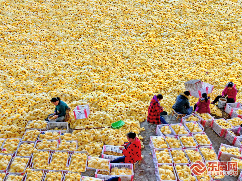 “中国食用菌之都”的振兴密码：小菌菇“长”出大产业
