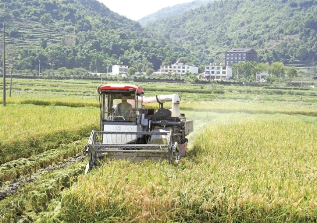 福鼎8300亩早稻开镰收割
