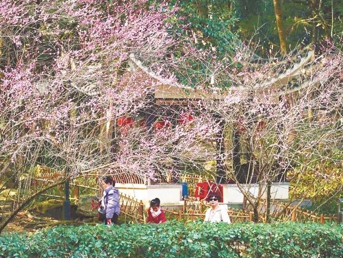 梅花盛开俏枝头