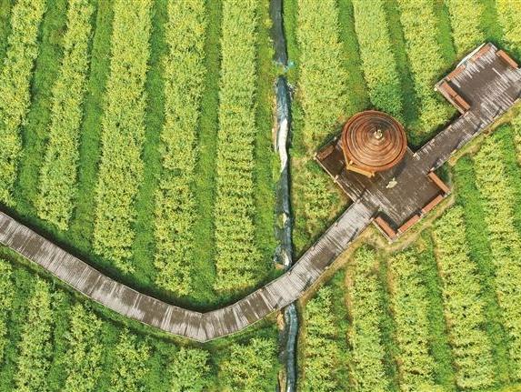 霞浦崇儒：激活“花经济” 绘就共富景