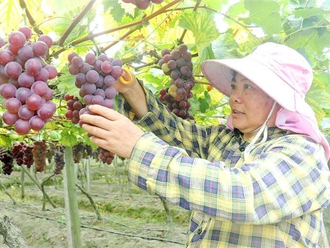 福安满洋村：晚熟葡萄上市